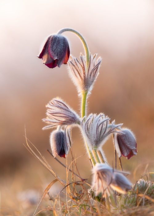 Black pasque flower - Pulsatilla nigricaus